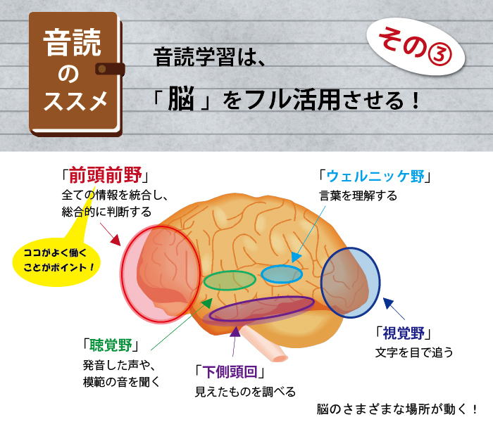 音読のススメ３　脳のメカニズム